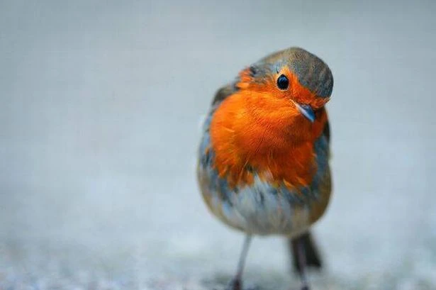Anyone with robins in their garden urged to put out 41p kitchen staple