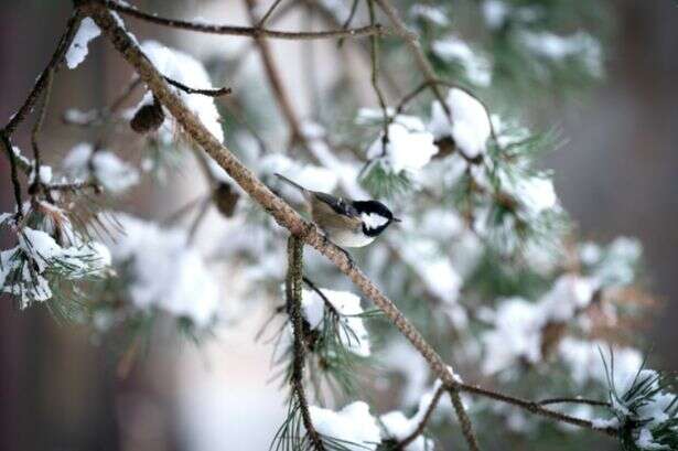 UK faces -7C snow with 'all' of country at risk and 'nowhere spared'