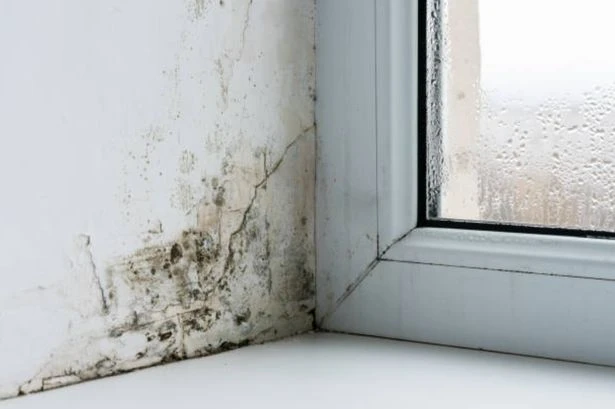Thousands of UK households risk mould and damp after government scheme 'fails'