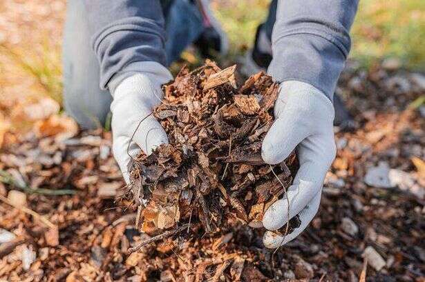 Gardeners told to do this weekend or they could end up in hospital