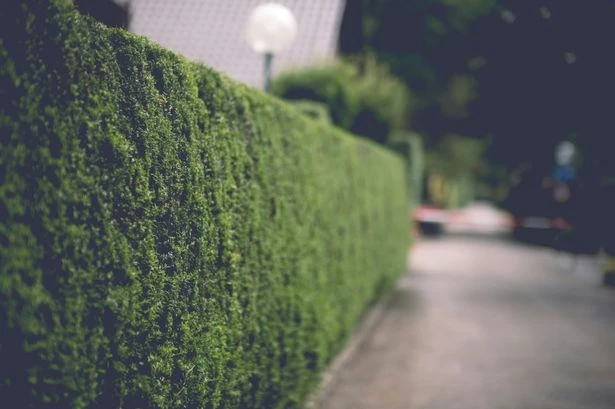 UK households with garden hedges face 'six months in prison' after 'unintentional' rule break