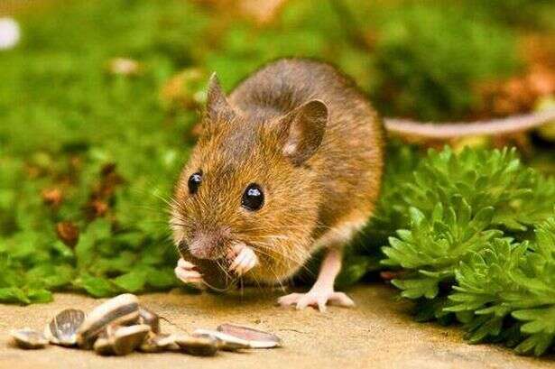 Gardeners should plant three types of flowers to keep mice and rats away from homes