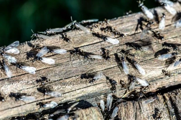 Flying Ant Day 2025 'will be one of the biggest in history'