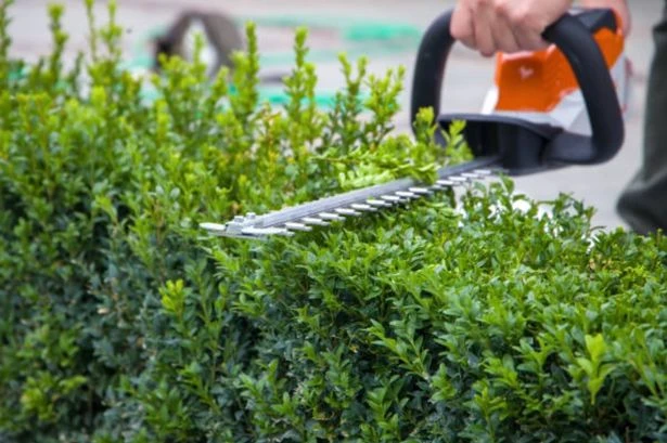 UK households with garden hedges face September rule change
