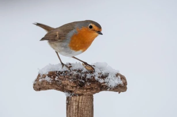 UK faces 370-mile snow storm with 'three centimetres' set to hammer England