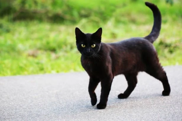 Drivers could face £10,000 fines for hitting a cat under law change