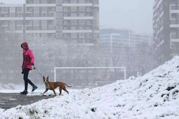 All dog owners in England urged to remove 'two items' from house until Tuesday