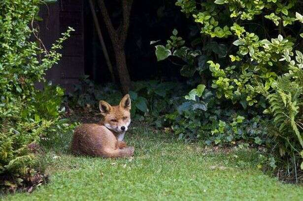 Warning to homeowners as they might be breaking the law in their own back garden