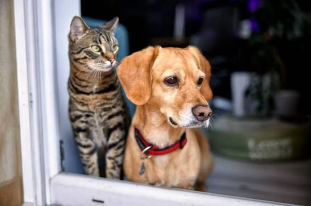 Dog owners face prosecution as epidemic sweeps UK with 42 incidents a week