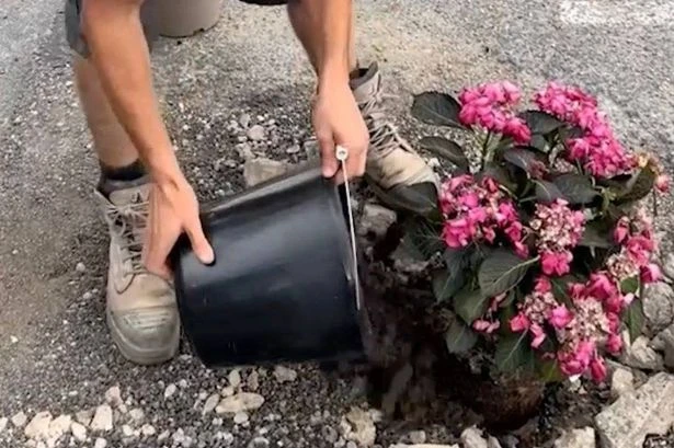 Meet the man planting flowers in Midland potholes