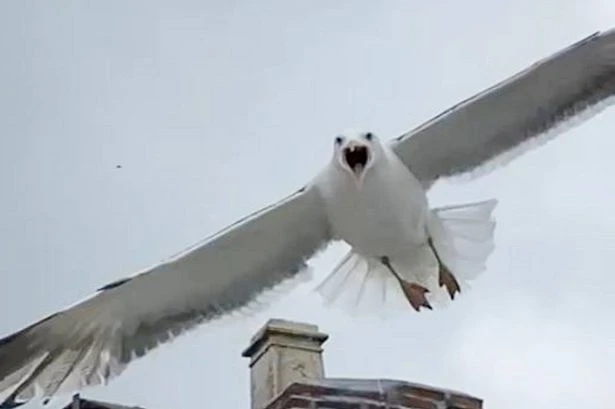 UK tourist hotspot with seagulls so aggressive Royal Mail deliveries delayed