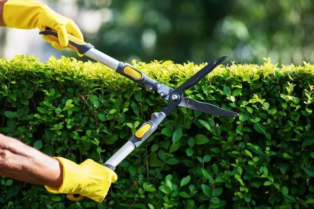 People with gardens face 'fine or jail' for trimming hedges in May