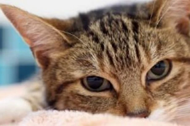 Birmingham cat owners warned 'act now' or face £500 fine