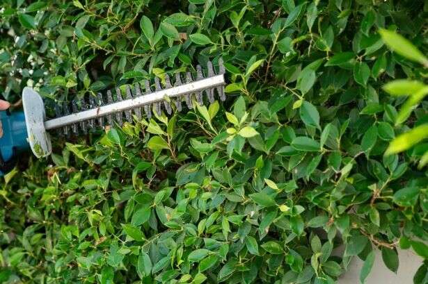 UK households with hedges in front or back garden face £1,000 fines