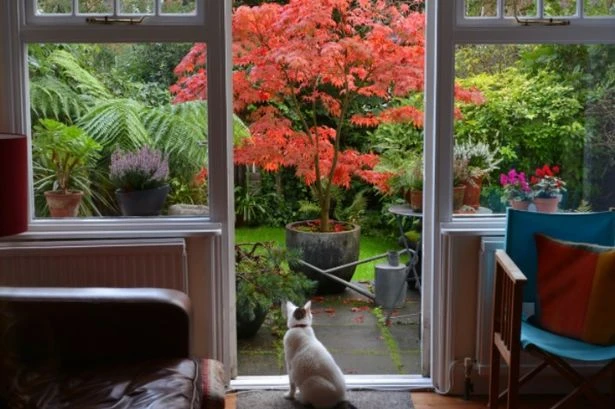 Cat flaps could be banned in UK homes due to pet owners being 'laissez faire'