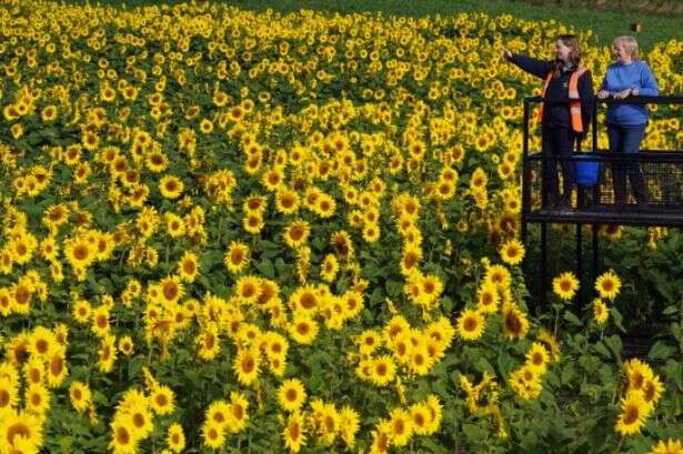 UK set for 29C heatwave sizzler from France and it'll arrive next week