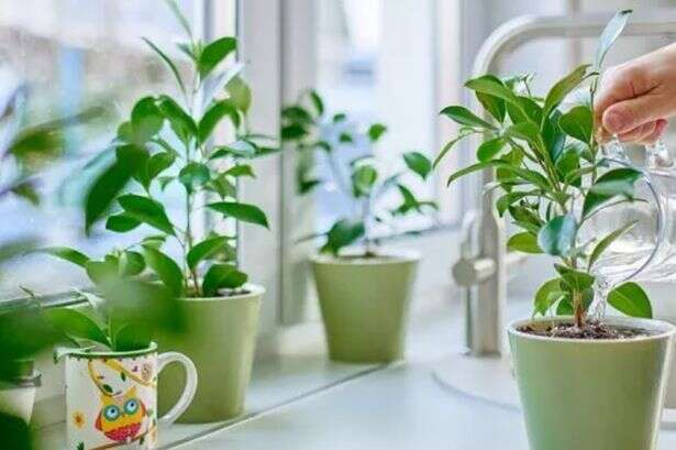 People who have houseplants told they have 10 days to act