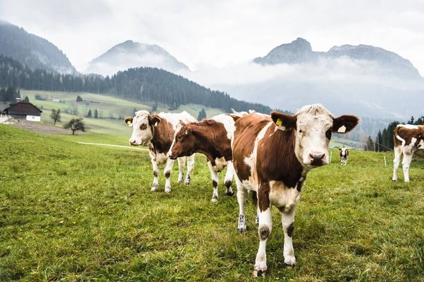 Hiker dies after being trampled by herd of cows in front of horrified wife