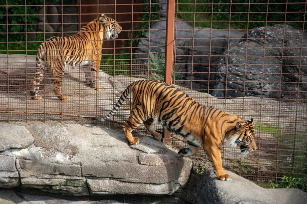 Zoo asking for public to donate their unwanted healthy pets for predators to eat
