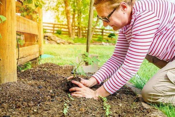 Alan Titchmarsh says tomatoes will grow abundantly 'anywhere' if you add 1 thing to soil