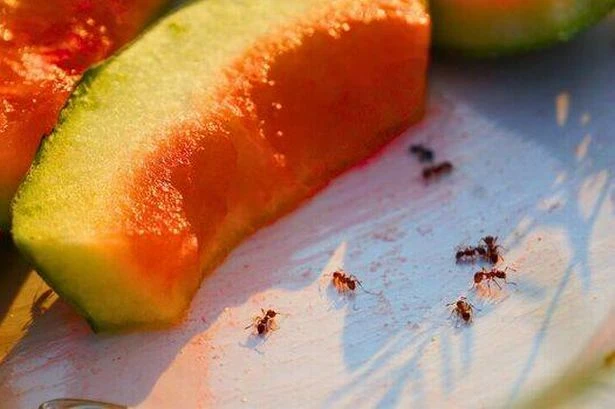 Natural item that keeps ants away all summer without using harsh chemicals