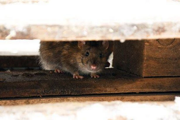 One natural item that's 'lethal to rodents' and will keep them out of your home