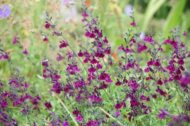 Gardening expert names one plant to never grow near your rose bushes - or risk them dying