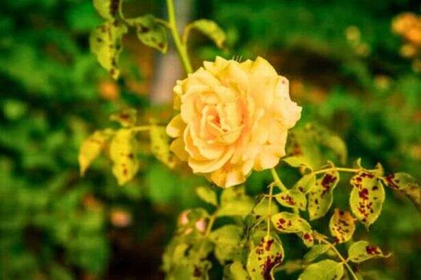 All roses will be 'disease free' if you add one natural item to the soil this autumn