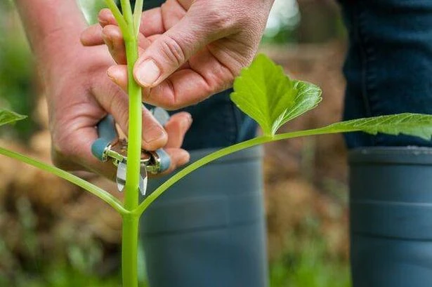 Gardening expert shares 'last opportunity' to do important job before the end of July