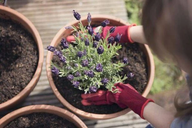 Gardens will never be short of lavender if you do one five-minute task now