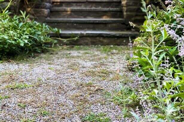 Vinegar is ‘only more effective’ at removing gravel weeds when paired with 2 kitchen items