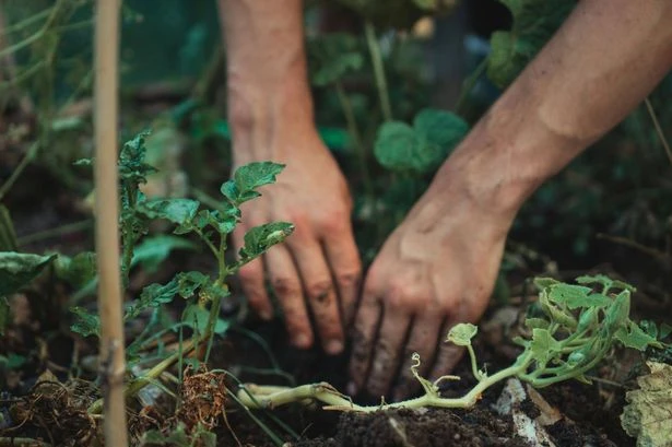 Therapist says there's one 'odd gardening trend' that will be good for you on Saturday
