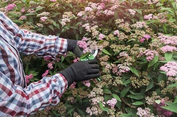 UK gardeners advised to prune shrubs now ahead of impending 'monster' storm