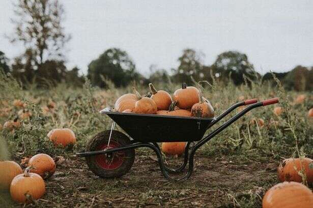 How to pick the perfect pumpkin: Expert tips for a longer-lasting Halloween display