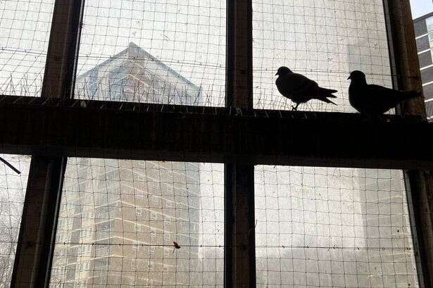 Tenants say pigeon net over window is useless and 'poo is getting into their homes'