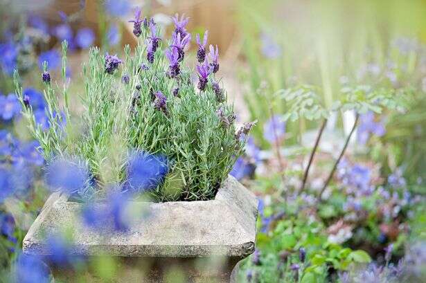 Gardeners warned to do these five things now in time for summer