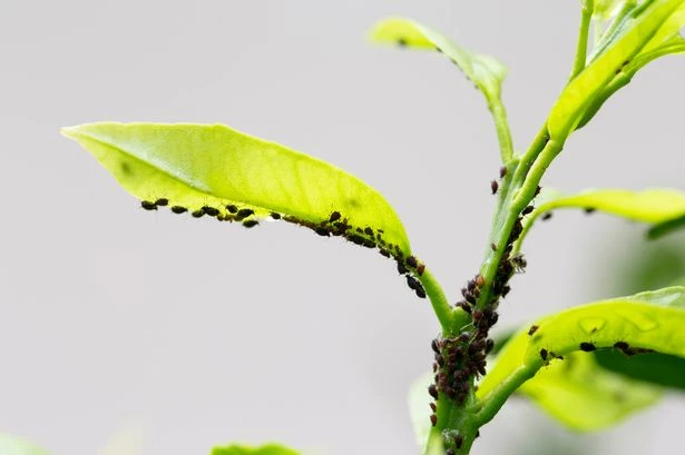 Gardeners can get rid of aphids with three 'super simple' and chemical-free steps