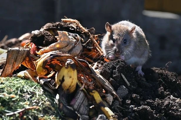 Rats 'flee from your garden for good' with natural ingredient that costs under £5