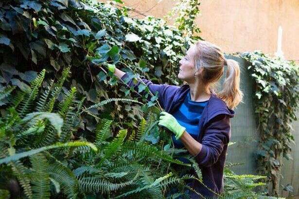 Gardening expert shares 'easy and most effective' way to get rid of ivy for good