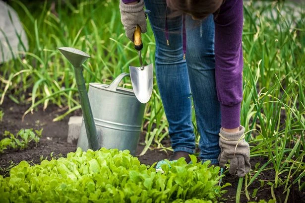 'Essential' gardening jobs that take less than an hour to do - and will transform your space
