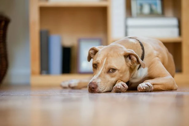 Dog owners advised to take important action before November 5