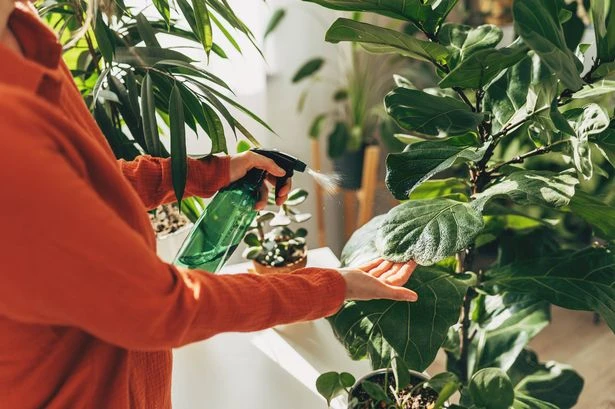 Gardeners 'need to sprinkle £1 kitchen staple around seedlings immediately'