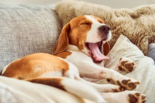 Your dog's sleeping position says a lot about their personality