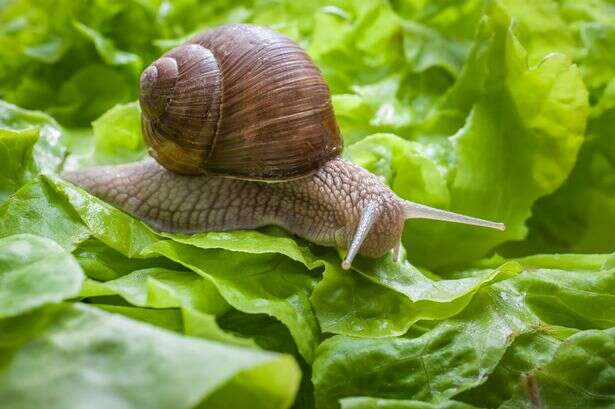 Natural way to eliminate slugs and snails from your garden