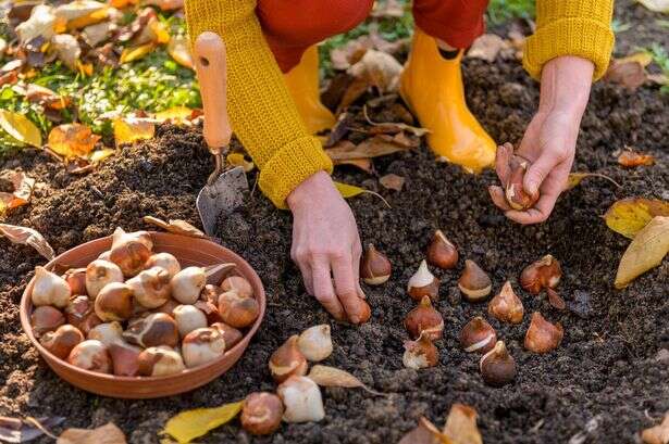 Monty Don's eight-word warning over planting schedule in January