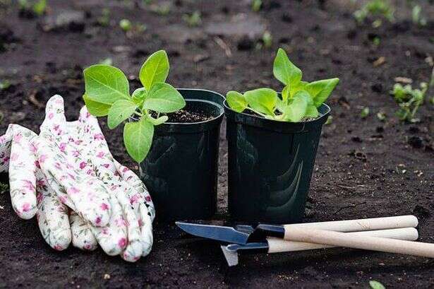 Gardening expert says put plastic forks in your plant pots for vital reason