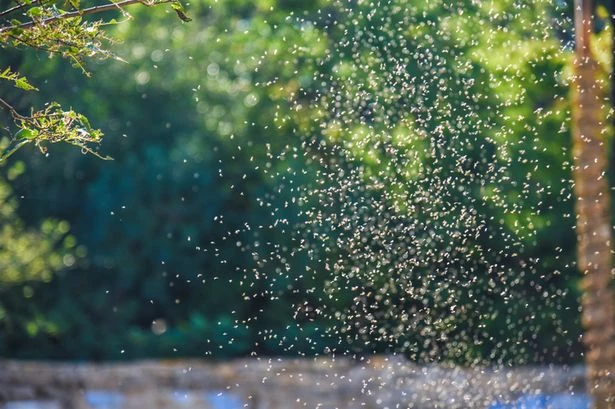 Simple way to banish midges and flies with two ingredients
