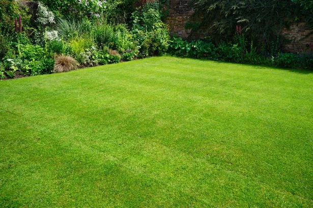 Kitchen food scraps added to grass before September will make lawns lush and green