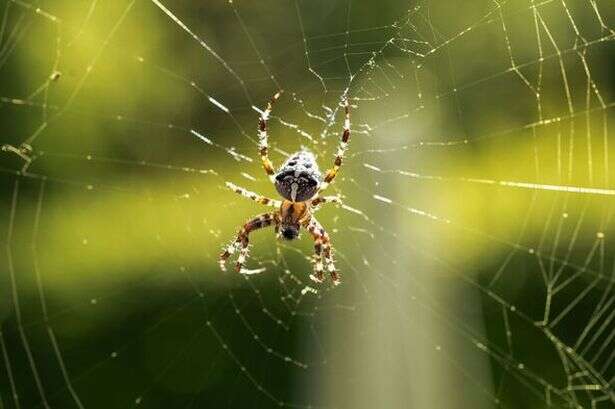 UK experts reveal three effective methods to keep spiders out of your home this autumn