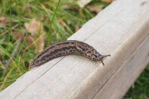 Gardeners urged not to kill leopard slugs - and to actually welcome them